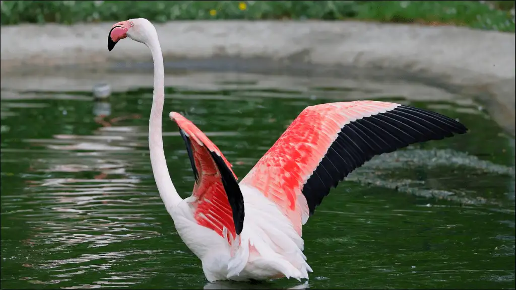 Good Flamingo Names