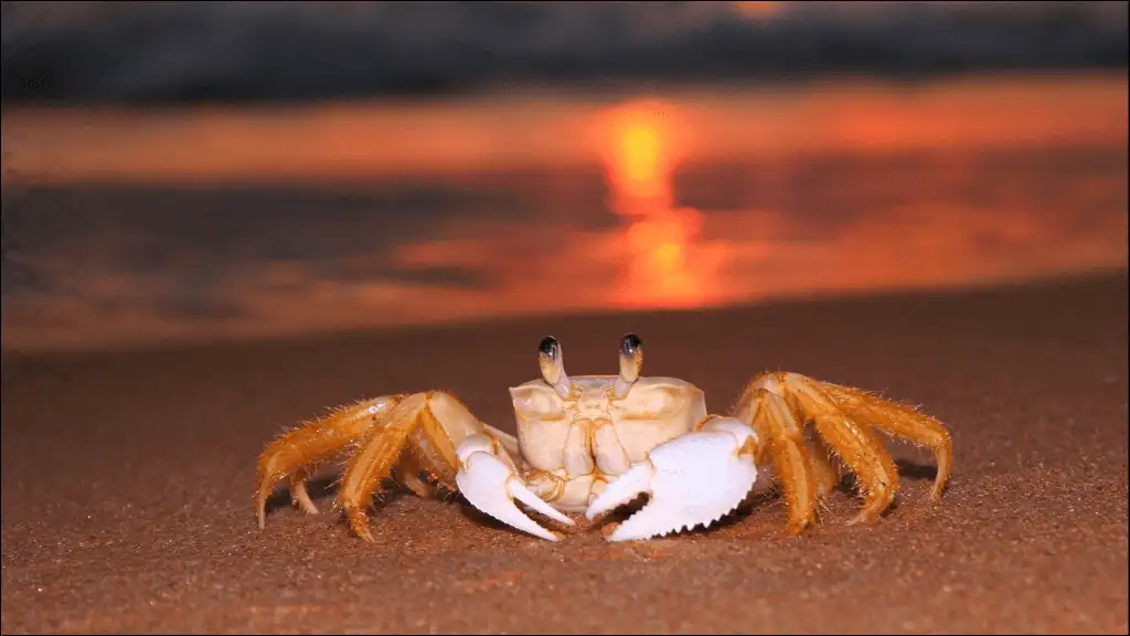 Funny Crab Names