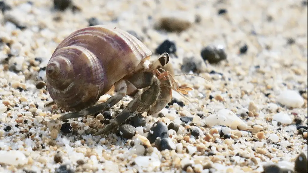 Hermit Crab Names